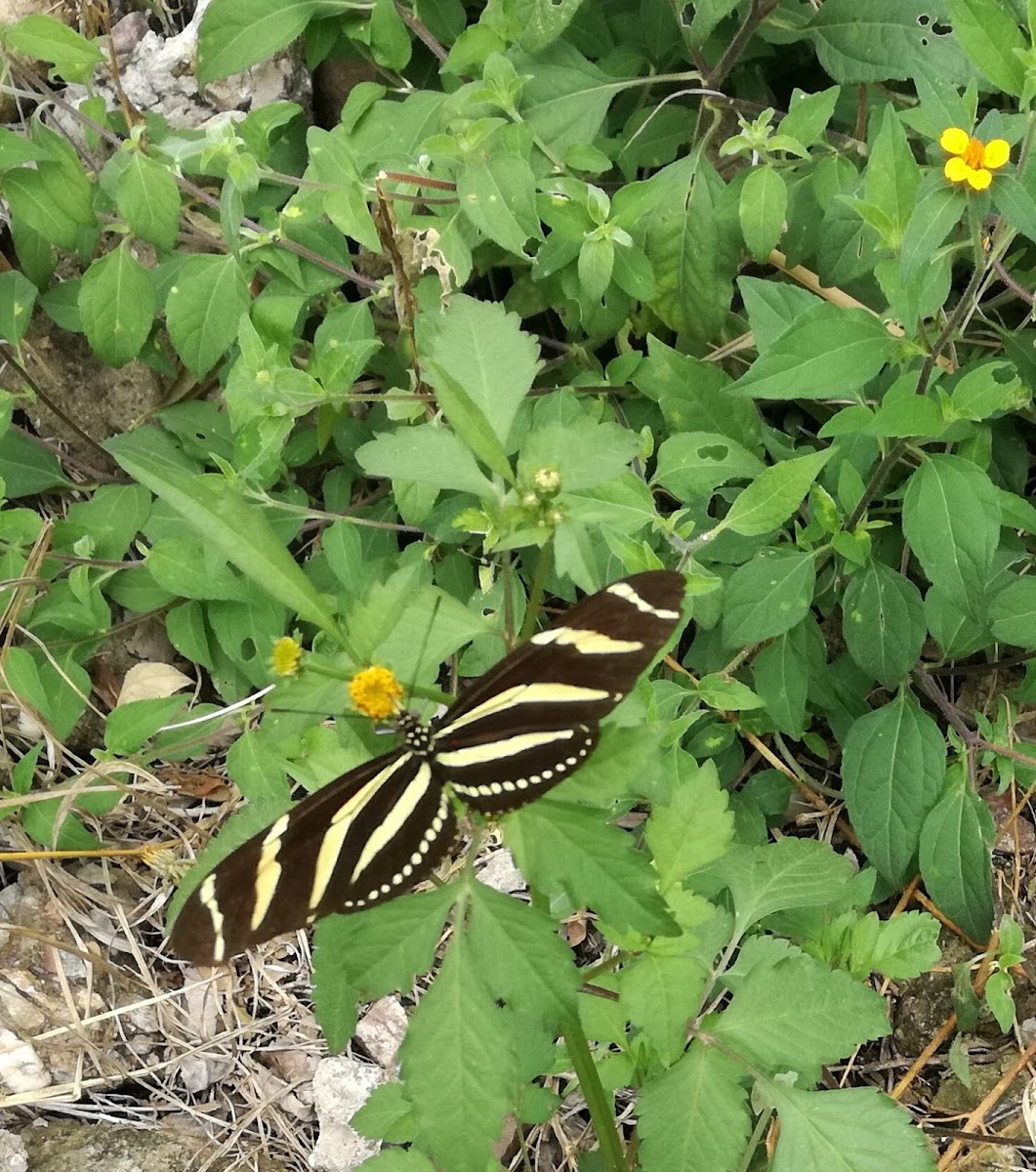 Mariposa cebra