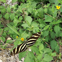 Mariposa cebra