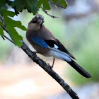 Eurasian Jay; Arrendajo