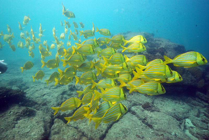 Panamic Porkfish