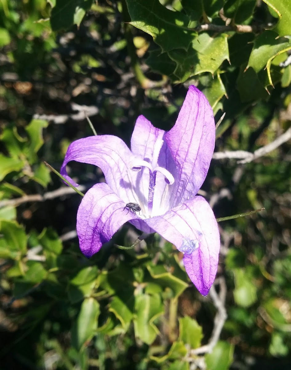 Campanula