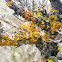 Maritime sunburst lichen
