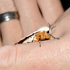 Salt Marsh Tiger Moth