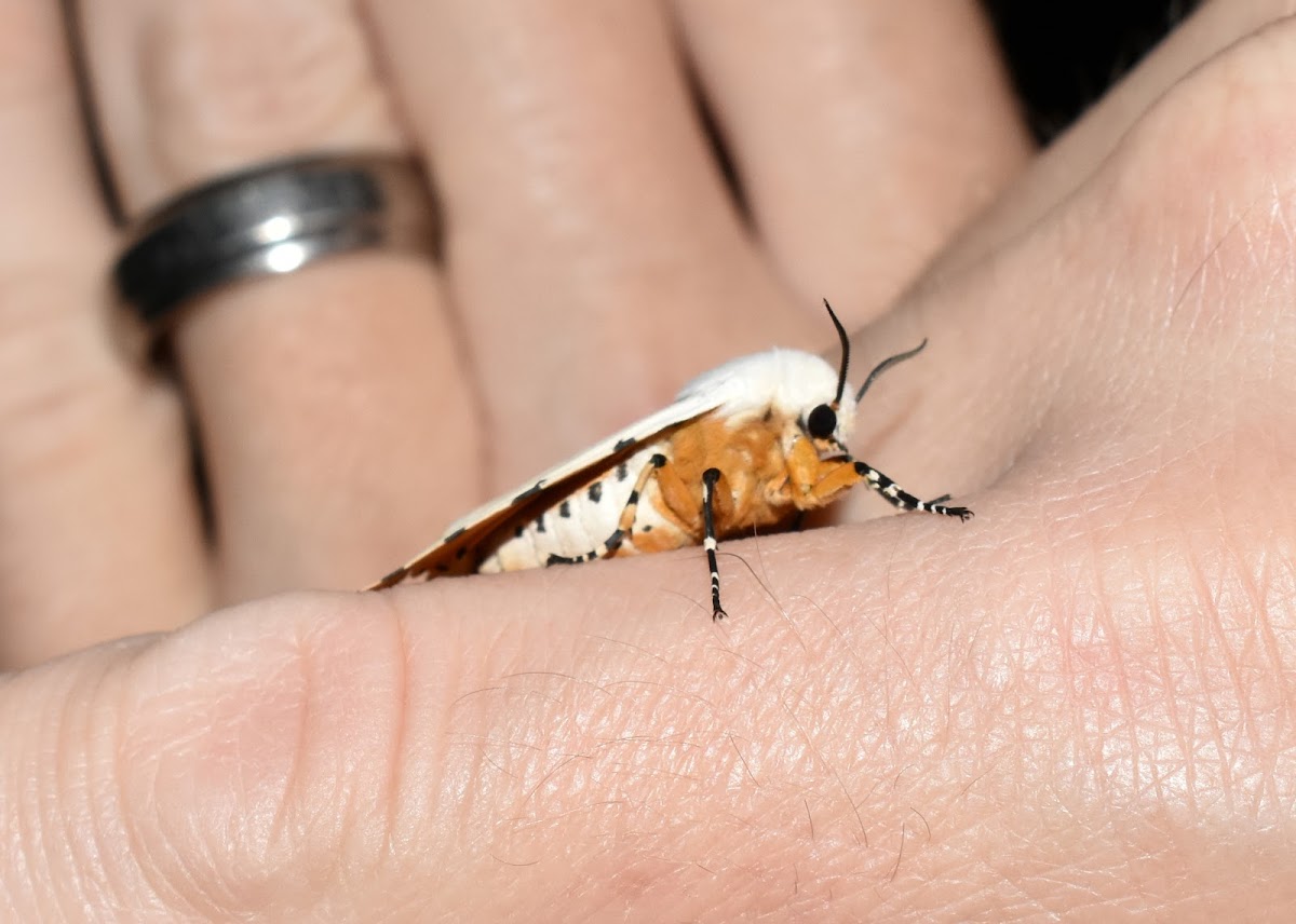 Salt Marsh Tiger Moth