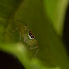 Tri-coloured Jumping Spider