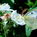 Clouded Yellow;