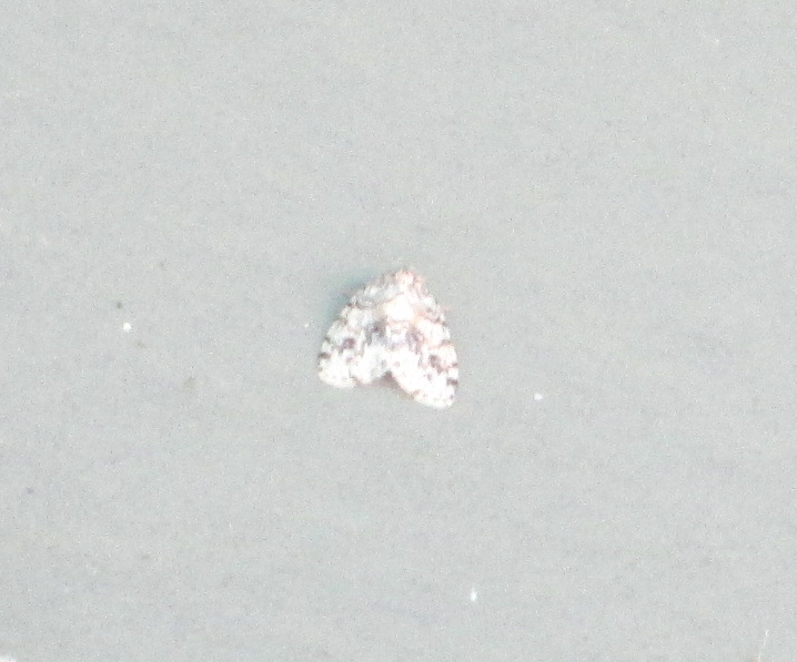 Little White Lichen Moth