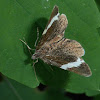 White-striped Black Moth