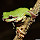 Frog Wallpapers FullHD New Tab