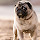 Pugs New Tab Pugs Wallpapers