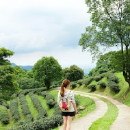 台灣農林熊空茶園