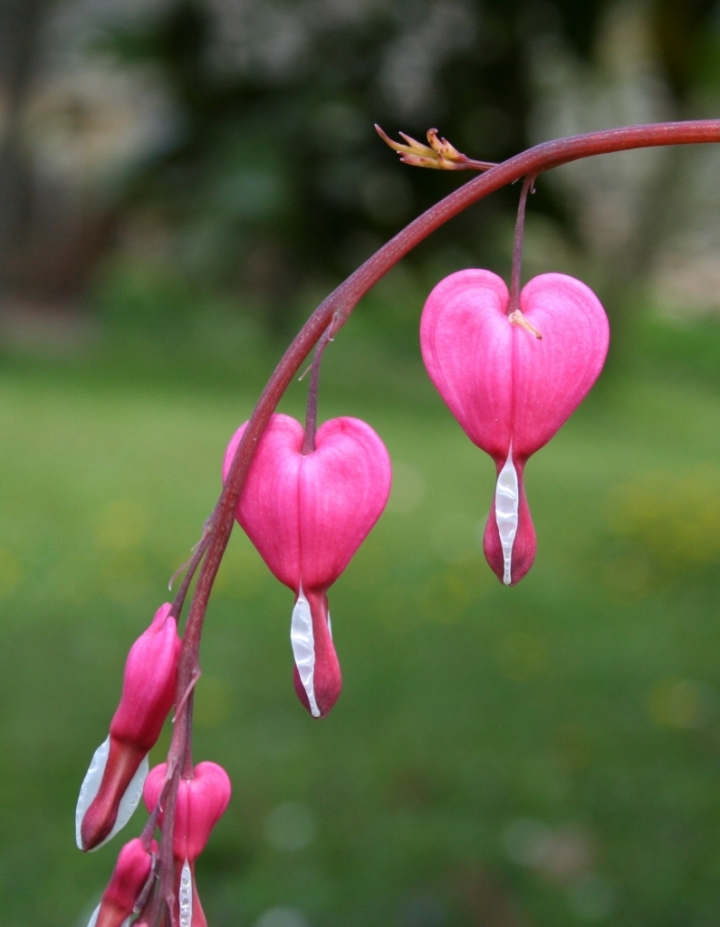 Fiori a cuore di gabrieleschmid