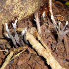 Candlestick Fungi