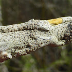 Rim Lichen