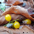 Yellow-berried Mistletoe