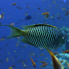 Zebra angelfish (male)
