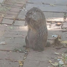 Ground Hog