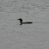 Common Loon