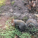 Brown Squirrel