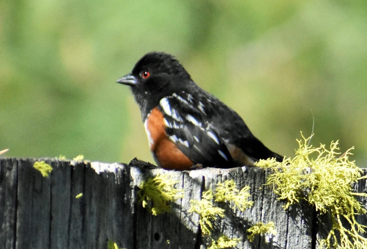 Spotted Towhee