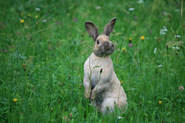 Bunny nel prato. di Petruzzo