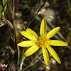 Narrowleaf Silkgrass