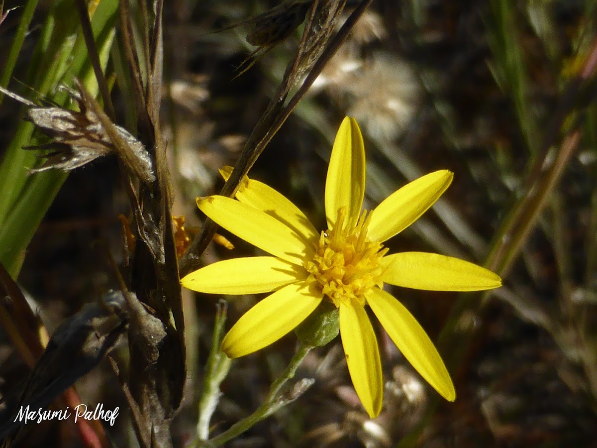 Narrowleaf Silkgrass