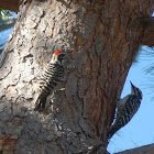 Nutalls Woodpecker