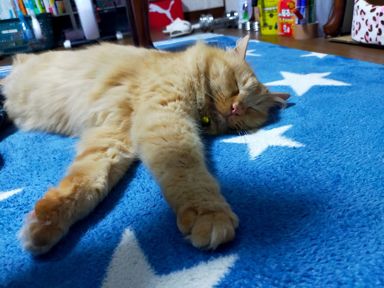 マーチのいつもイイね＆コメントありがとうございます😆・610Walker’s・愛猫達の呟き💞・自然のチカラ✨に関するカスタム事例の投稿画像5枚目