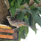 Chalk-browed mockingbird -Sabiá do Campo