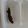 Blackworm