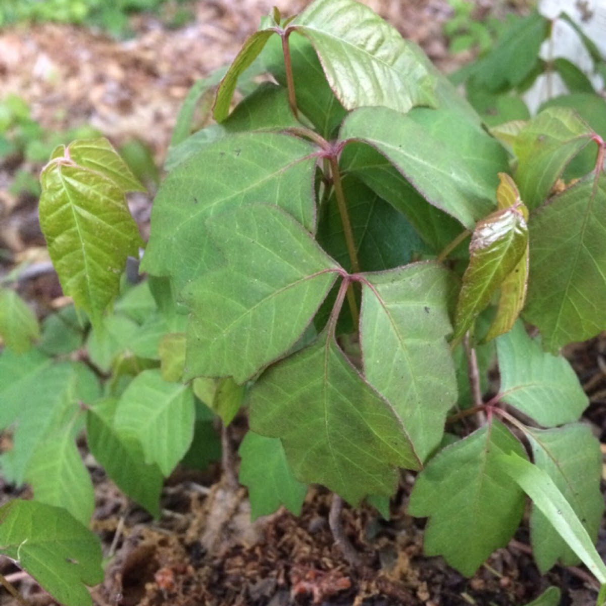 Poison Ivy