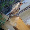 Northern Flicker