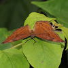 Brown Pansy