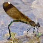 Copper Demoiselle