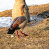 Egyptian goose