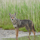 Coyote