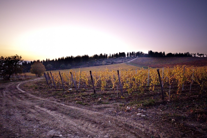 Le vigne di Fiesole di utente cancellato