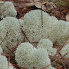 Reindeer Lichen