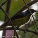 Brown-throated Sunbird