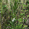 Whorled Milkweed