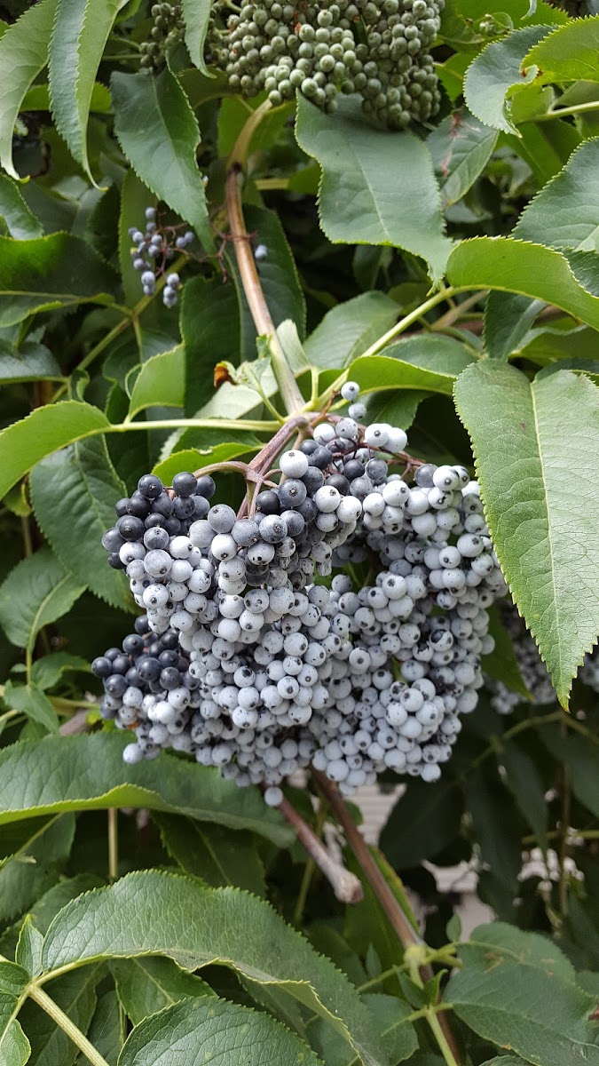 blue elderberry