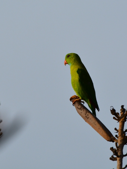 Vernal Hanging Parrot