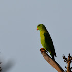 Vernal Hanging Parrot