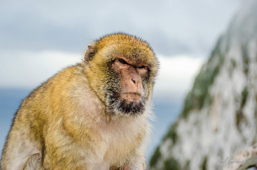 A Barbary macaque at Gibraltar seen on a Celebrity Silhouette shore excursion.