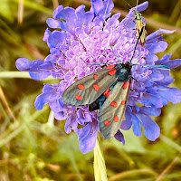 La farfalla e il fiore di 