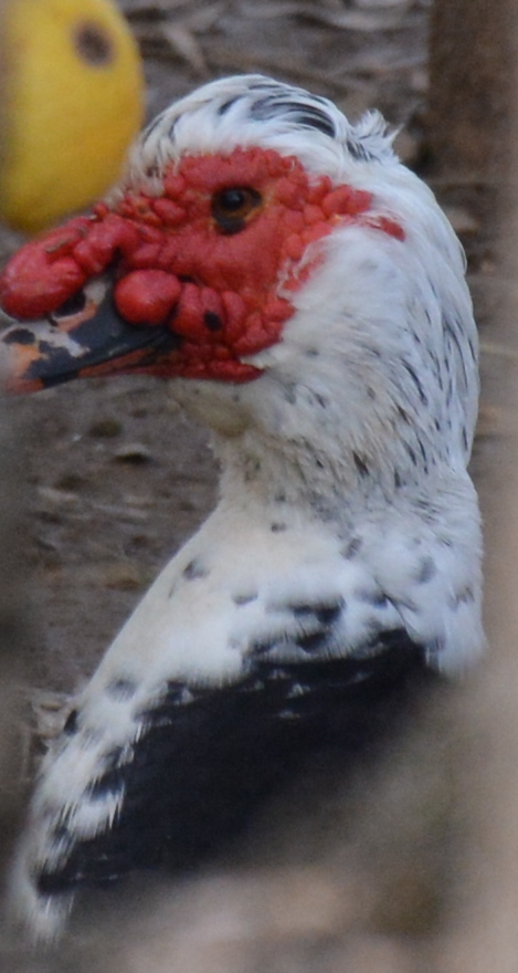 Muscovy duck