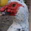 Muscovy duck