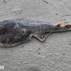 Lesser Electric Ray