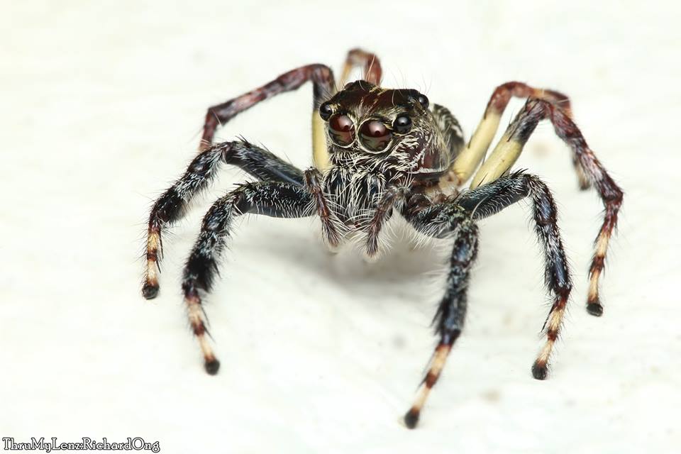 Great Pancorius Jumping Spider